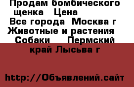 Продам бомбического щенка › Цена ­ 30 000 - Все города, Москва г. Животные и растения » Собаки   . Пермский край,Лысьва г.